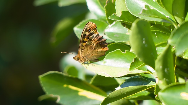 Shrub Insect Butterfly Insect Shrub - Free photo on Pixabay - Pixabay