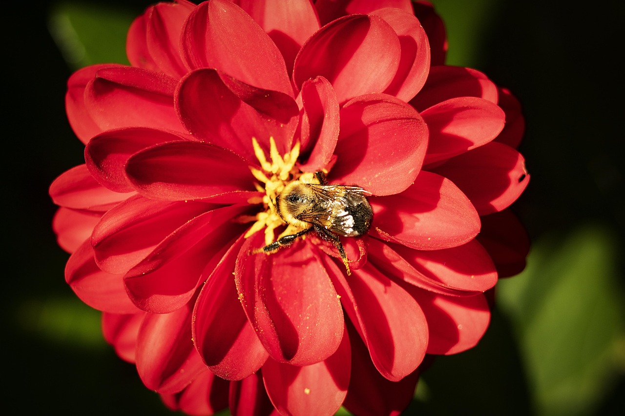 Insect Bourdon Flower - Free photo on Pixabay - Pixabay