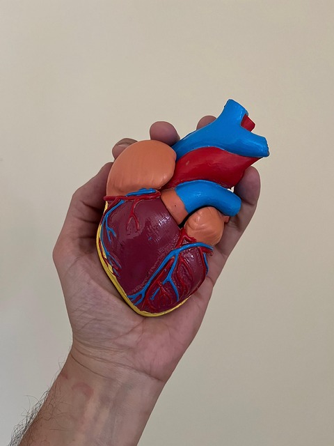 Herz, Anatomie, Anatomisch, Arzt