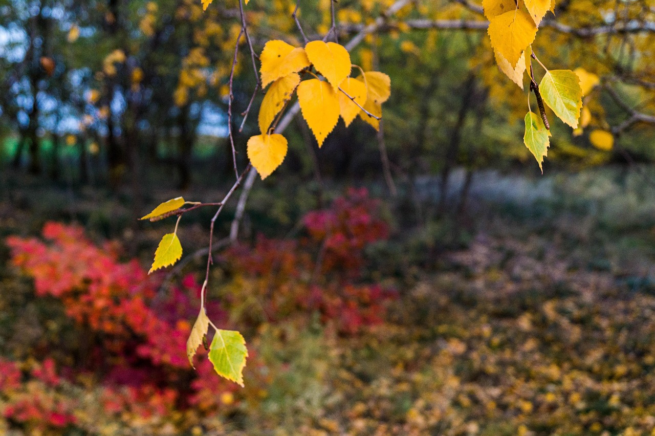 落下 秋天 自然 - Pixabay上的免费照片 - Pixabay