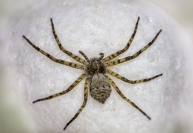 Spider Arachnid Insect - Free photo on Pixabay - Pixabay