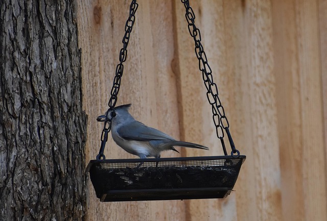 Free Tufted Titmouse Bird photo and picture