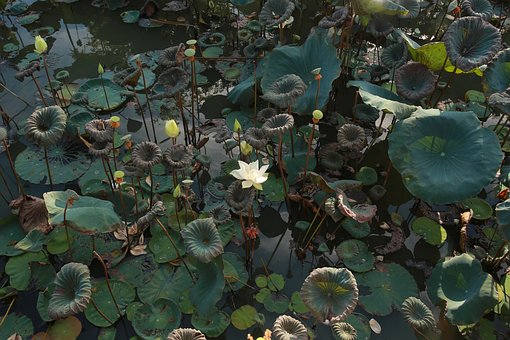 Free Lotus Summer photo and picture