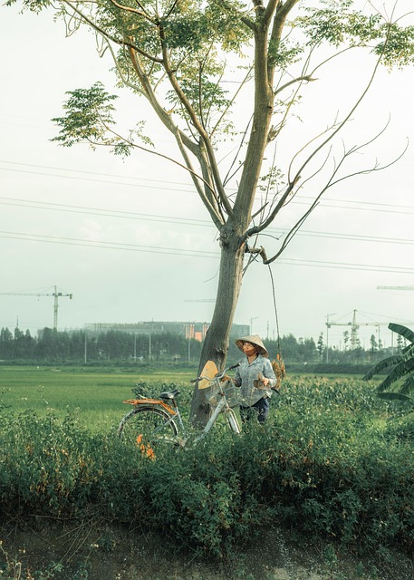 Fiets, Veld, Boom, Bloemen, Padie