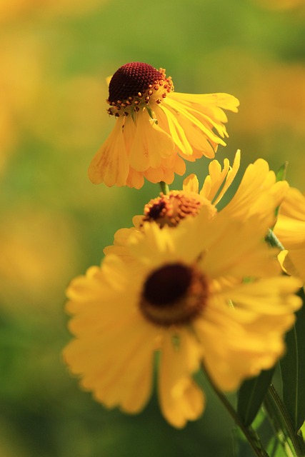 ดอกไม้, Coneflower, พฤกษศาสตร์