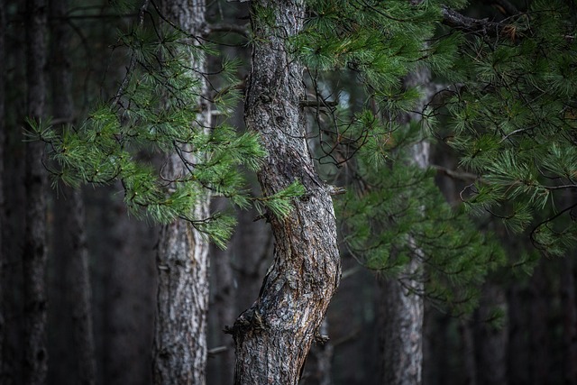 Free Abstract Photo Pine Trees photo and picture
