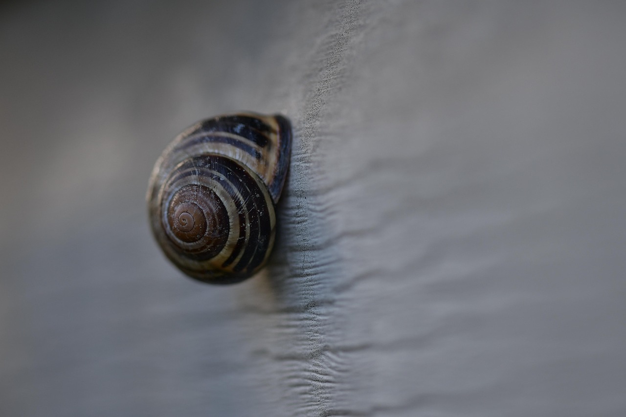 Snail House Animal Free photo on Pixabay Pixabay