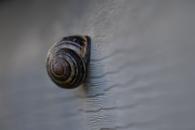 Escargot Maison D'Escargot Animal - Photo gratuite sur Pixabay - Pixabay