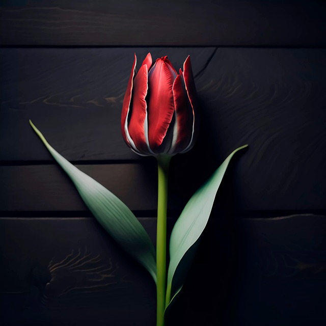 Free red tulip tulip flower illustration