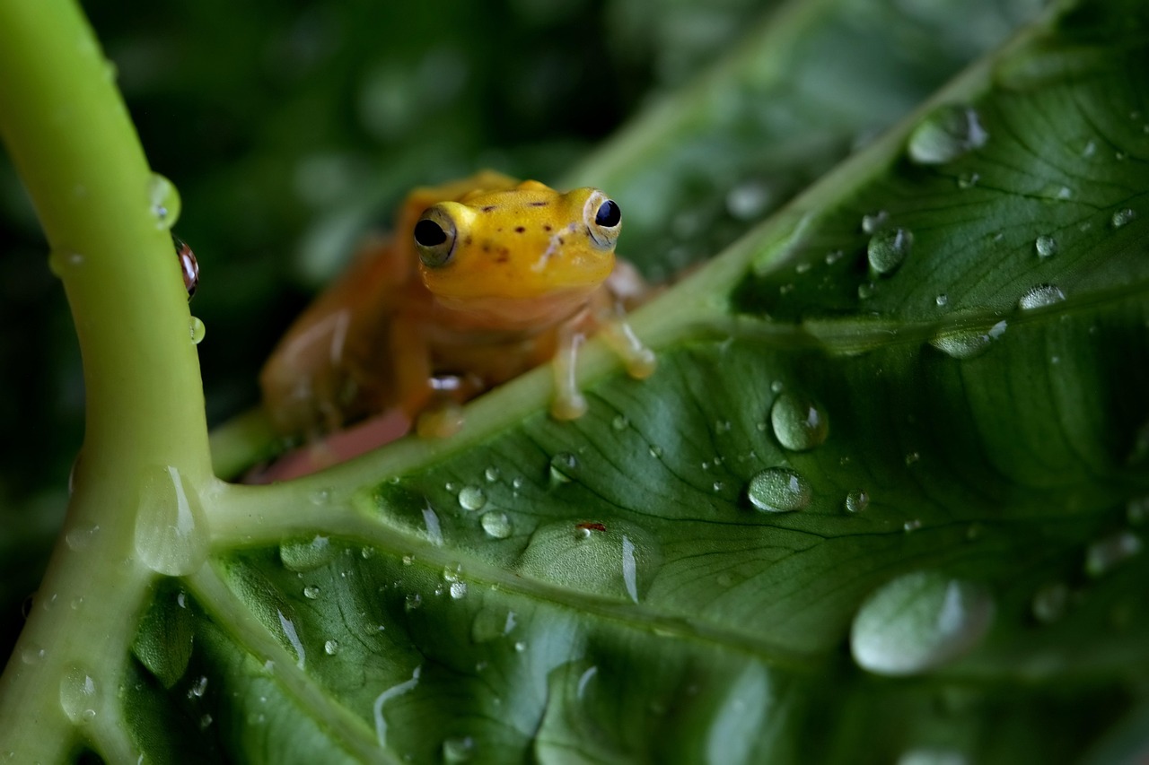 Golden Frog - free online jigsaw puzzle photo