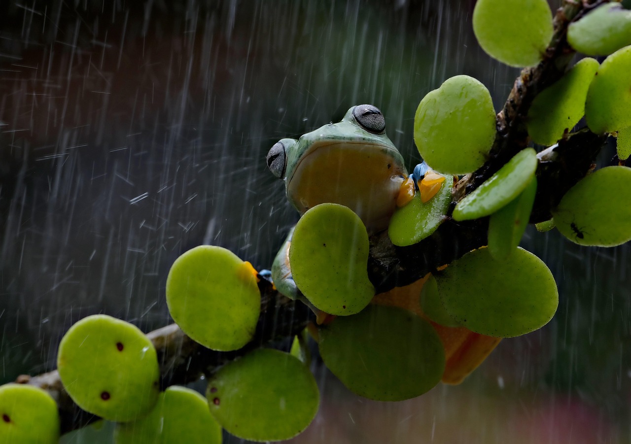 Frog - free online jigsaw puzzle photo