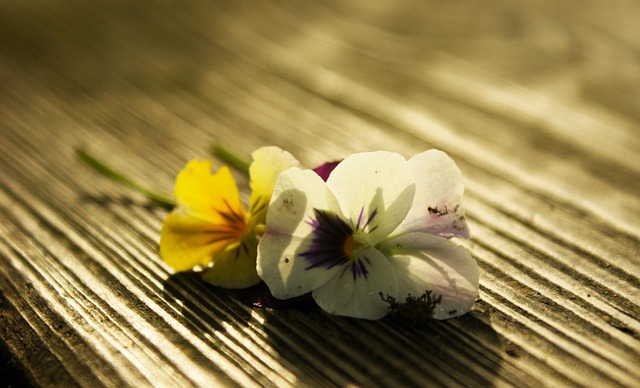 Two Violets Violets Nature Flowers - Free photo on Pixabay - Pixabay