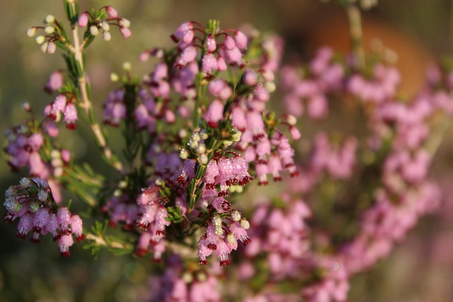 Free Flowers Nature photo and picture
