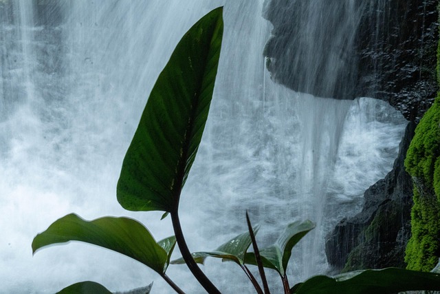 Free Green Leaf Plant photo and picture