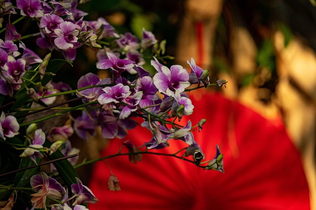Free Plant Flower photo and picture