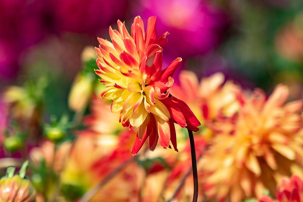 大丽花 花 秋天 - Pixabay上的免费照片 - Pixabay