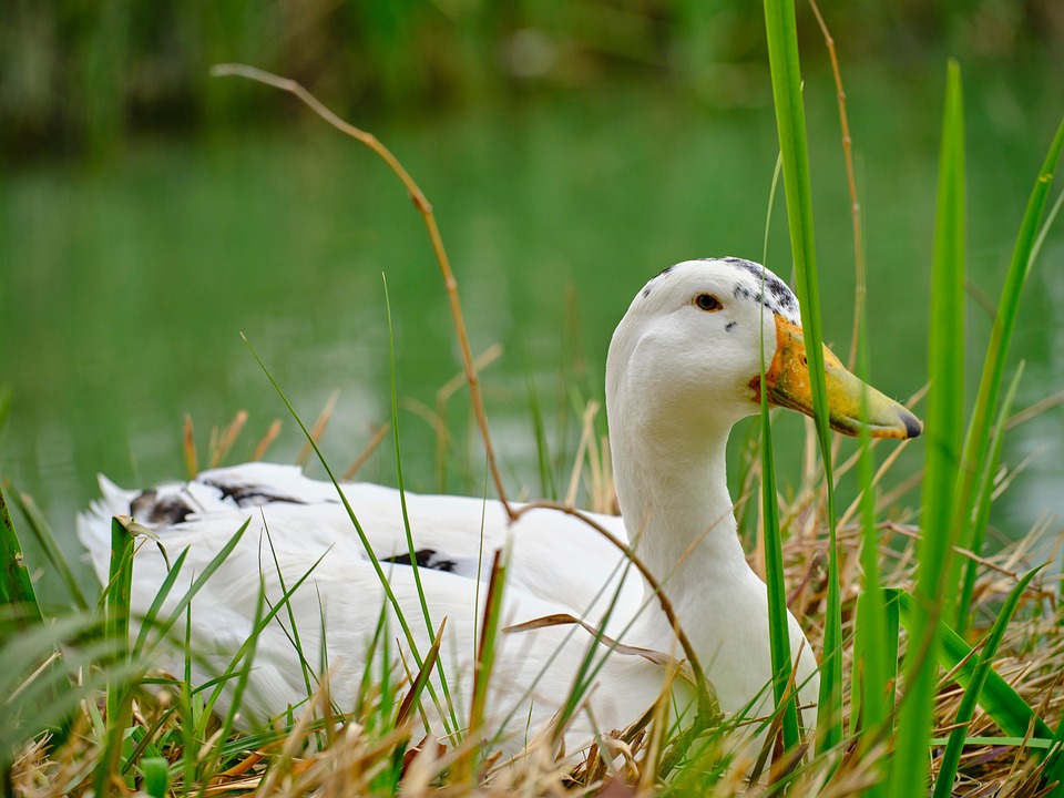 Duck Bird Goal - Free photo on Pixabay - Pixabay