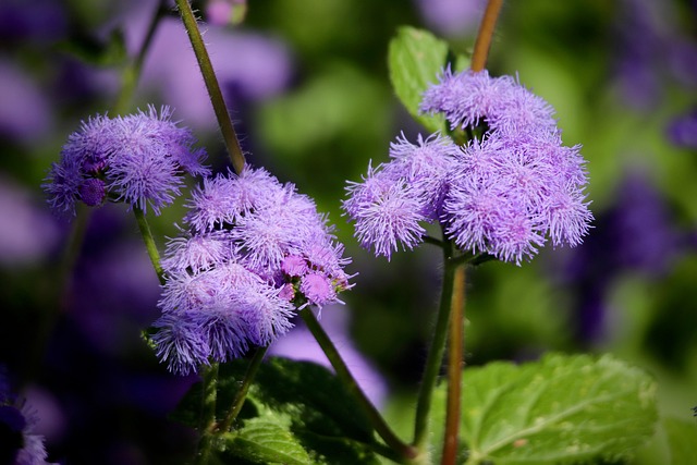 Free Ageratum Purple Flowers photo and picture