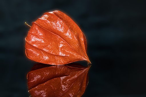 Physalis, Have, Planter, Natur