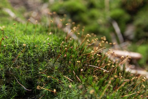 Free Down Forest photo and picture