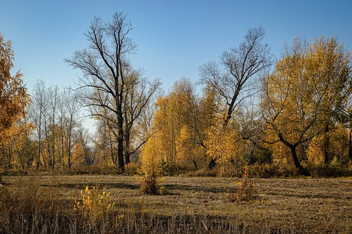 Autum, Outubro, Arvores, Amarelo