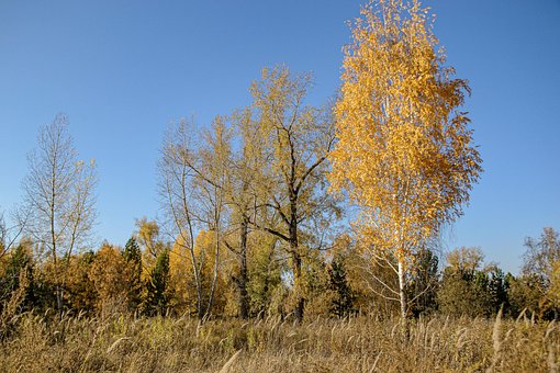 Autum, Natureza, Árvore, Floresta