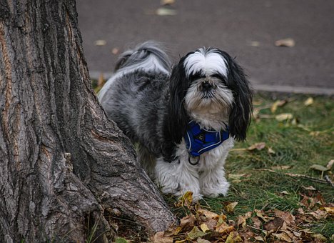 Cachorrinho, Bicho De Estimação