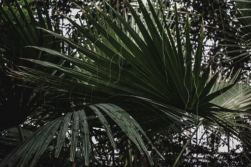Tropenfotos Hinterlassen Hintergrund