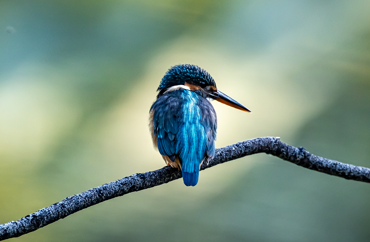 Bird - free online jigsaw puzzle photo