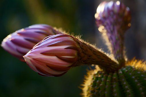 Blumen, Schöne Tapete