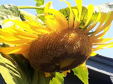 Free Sunflowers Flowers photo and picture