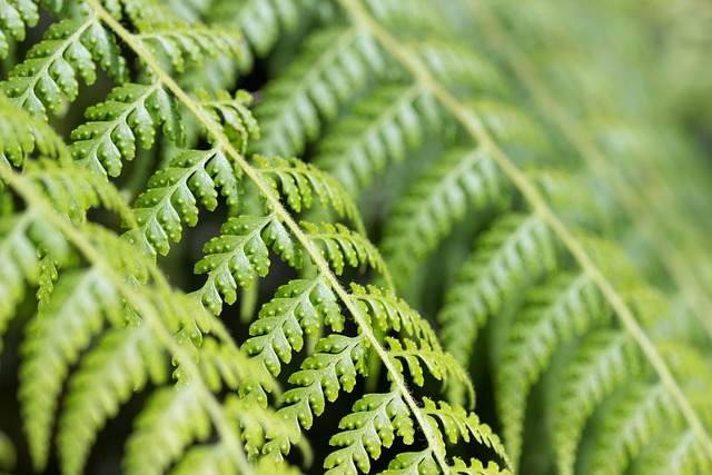 Free Leaves Fern photo and picture