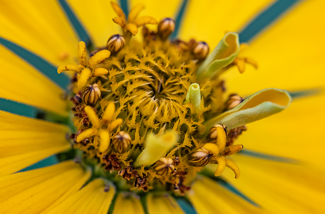 Download free HD stock image of Flower Chrysanthemum Free flower chrysanthemum bloom illustration
