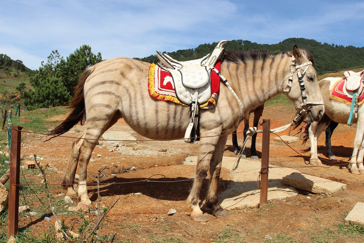 Couverture Rafraîchissante Horze Horse Kiel Pour Cheval