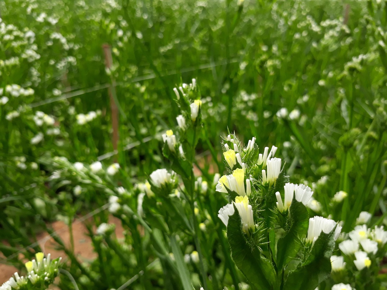 White Salem Flowers Flower Free photo on Pixabay Pixabay