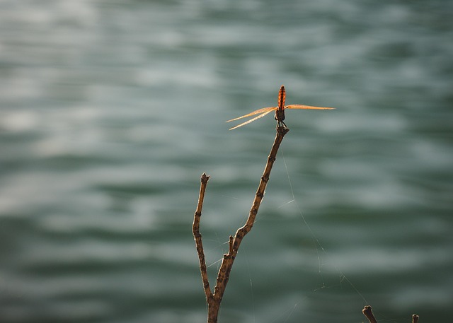 Free Dragonfly Insect photo and picture