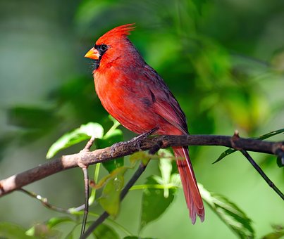 Ai Gegenereerd, Vogel, Kardinaal, Jungle