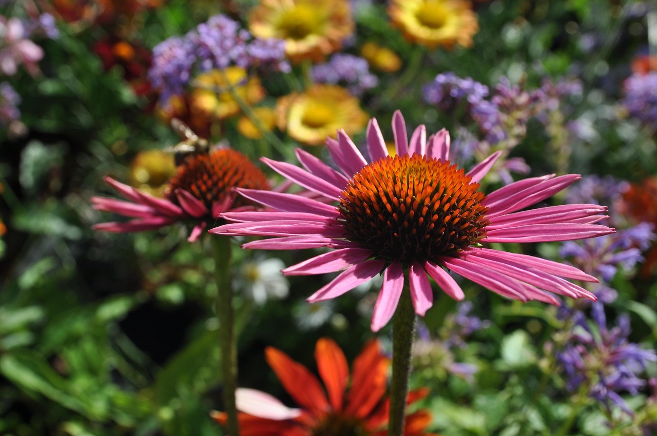 Bunga Taman - Foto gratis di Pixabay - Pixabay