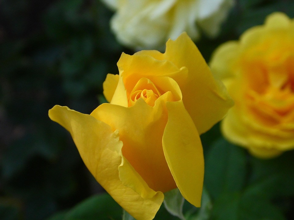 Yellow Roses Flowers - Free photo on Pixabay - Pixabay