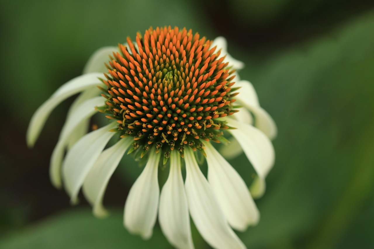 Coneflower Flower Plant Free Photo On Pixabay Pixabay reflection-for-children-gospel-luke-13-18-21-31-october-2023-youtube