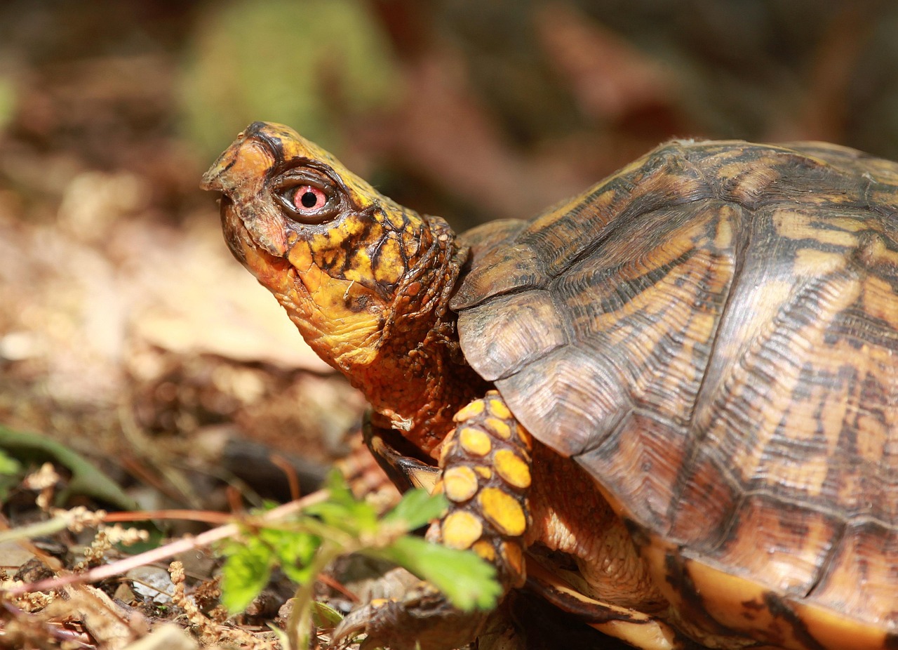 Free Box Turtle 10,000+ Free Box Turtle & Turtle Images - Pixabay