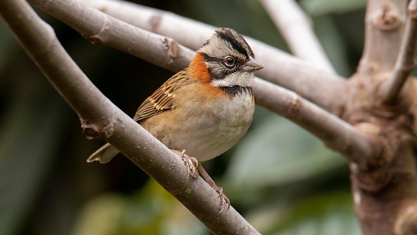 Free Bird Sparrow photo and picture