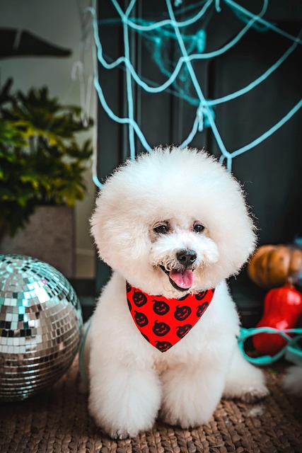 Free Dog Nature photo and picture