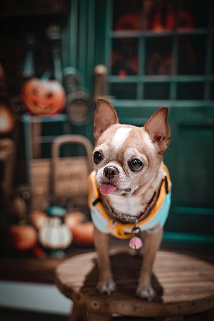 Free Dog Nature photo and picture
