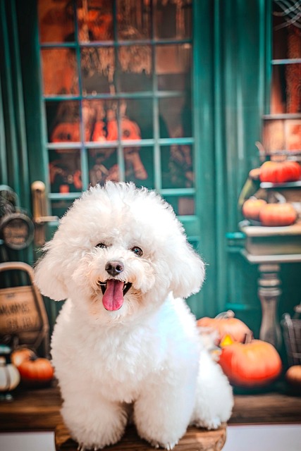 Free Dog Nature photo and picture