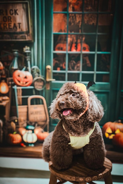 Free Dog Nature photo and picture