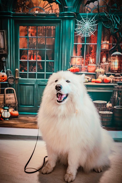 Free Dog Nature photo and picture