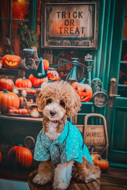 Free Dog Nature photo and picture