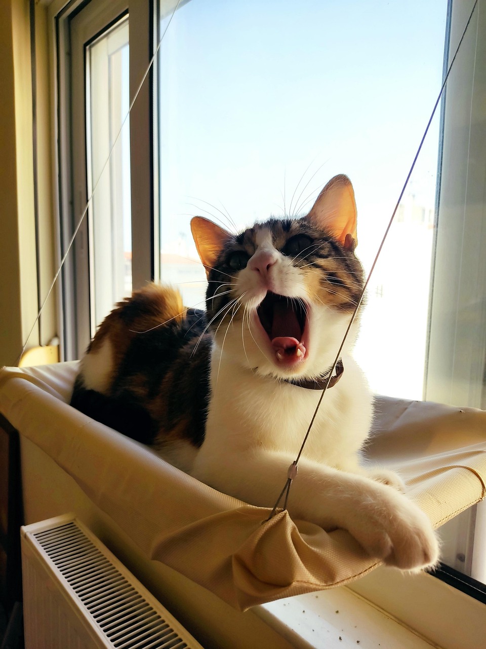Relax Cat Animal Free photo on Pixabay Pixabay
