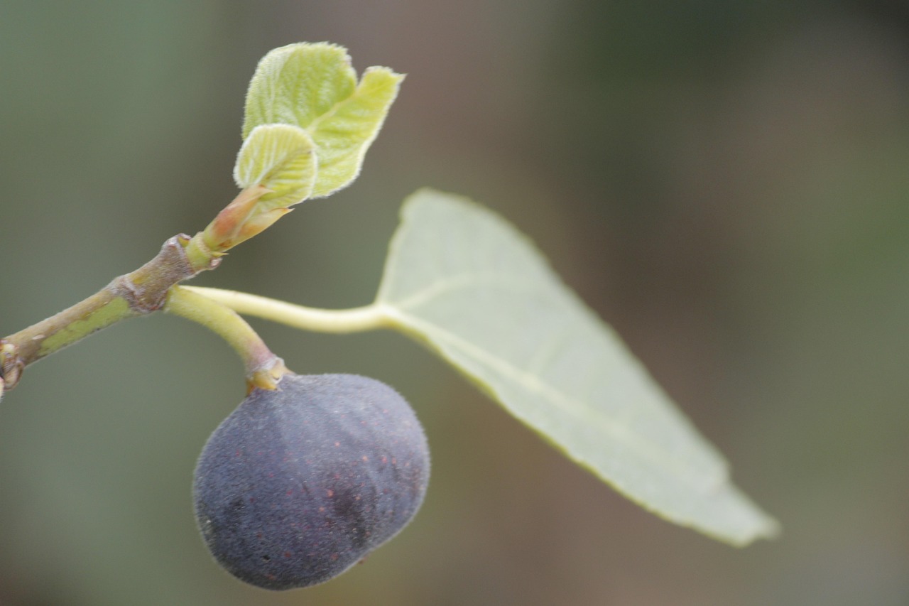 Figs Ripe Healthy - Free photo on Pixabay - Pixabay